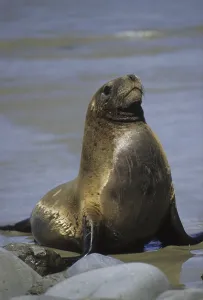 Hooker's Sea Lion (Phocarctos hookeri)