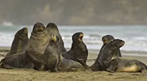 Hooker's Sealion (Phocarctos hookeri)