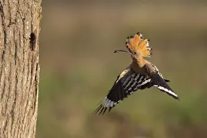 Hoopoe in flight (Upupa epops)