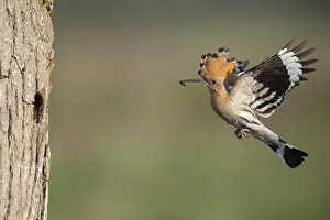 Hoopoe in flight (Upupa epops)