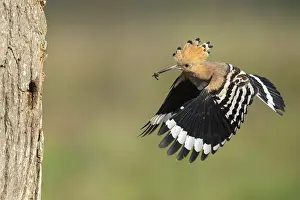 Hoopoe in flight (Upupa epops)