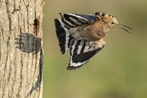 Hoopoe in flight (Upupa epops)