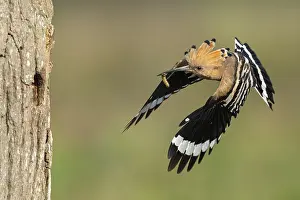 Hoopoe in flight (Upupa epops)