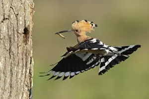 Hoopoe in flight (Upupa epops)