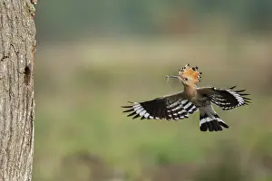Hoopoe in flight (Upupa epops)