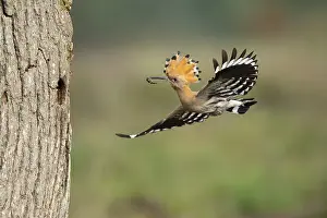 Hoopoe in flight (Upupa epops)