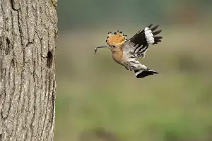 Hoopoe in flight (Upupa epops)