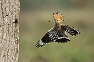 Hoopoe in flight (Upupa epops)