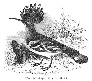 The Hoopoe, Neiger, Heher, unclean