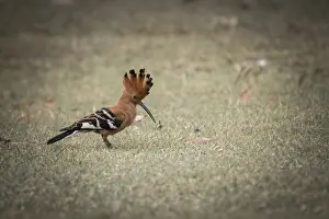 Hoopoe (Upupa epops)