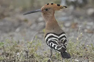 Hoopoe (Upupa epops)
