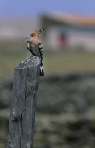 Hoopoe (Upupa epops)