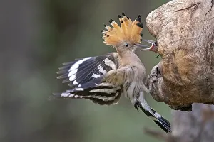 Hoopoe (Upupa epops), adult bird feeds young bird at nesting hole in tree