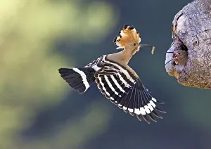 Hoopoe (Upupa epops), adult with prey