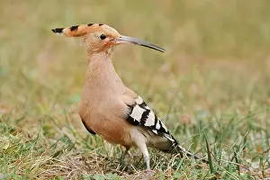 Hoopoe (Upupa epops), Algarve, Portugal