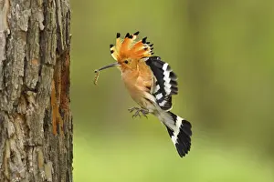 Hoopoe (Upupa epops) approaching Breeding Cave