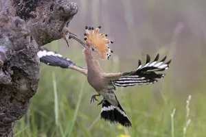 Hoopoe (Upupa epops), approaching to feed the young birds in tree cave