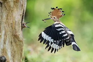 Hoopoe (Upupa epops) approaching nesting hole while feeding a young bird