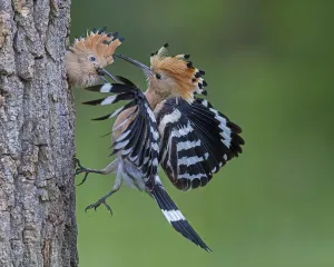 Hoopoe (Upupa epops) Bird of the Year 2022