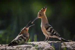 Hoopoe (Upupa epops) Bird of the Year 2022