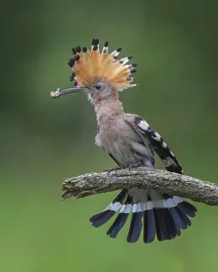 Hoopoe (Upupa epops) Bird of the Year 2022