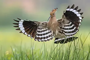 Hoopoe (Upupa epops) Bird of the Year 2022