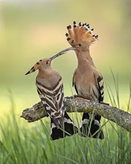 Hoopoe (Upupa epops) Bird of the Year 2022