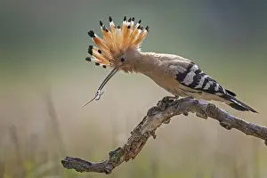 Hoopoe (Upupa epops) Bird of the Year 2022