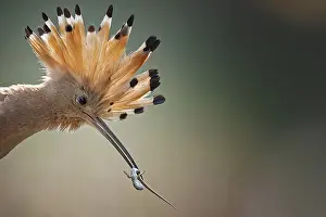 Hoopoe (Upupa epops) Bird of the Year 2022