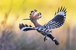 Hoopoe (Upupa epops) Bird of the Year 2022