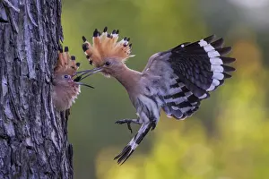Hoopoe (Upupa epops) Bird of the Year 2022