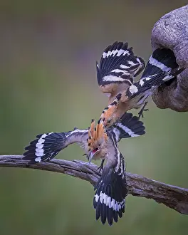 Hoopoe (Upupa epops) Bird of the Year 2022