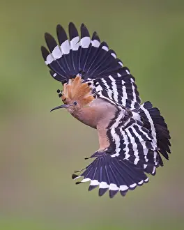 Hoopoe (Upupa epops) Bird of the Year 2022