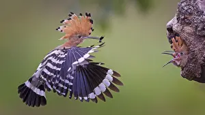 Hoopoe (Upupa epops) Bird of the Year 2022