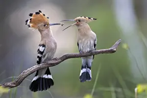 Hoopoe (Upupa epops) bird of the year 2022