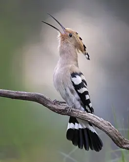 Framed Print : Hoopoe (Upupa epops) bird of the year 2022