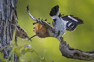Hoopoe (Upupa epops) bird of the year 2022