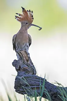 Hoopoe (Upupa epops) bird of the year 2022