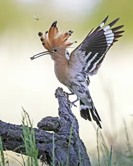 Hoopoe (Upupa epops) bird of the year 2022