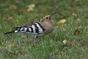 Hoopoe Upupa epops, catching a prey