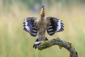 Hoopoe (Upupa epops) with caterpillar in beak