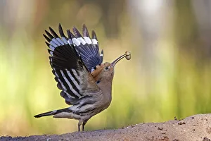 Hoopoe (Upupa epops) with Engerling as food