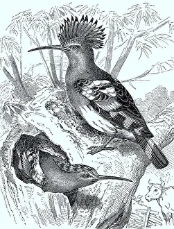 Hoopoe (Upupa epops) with erect feathered cap