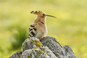 Hoopoe (Upupa epops), Extremadura, Spain, Europe