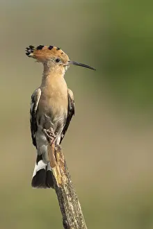 Hoopoe (Upupa epops), FaBberg