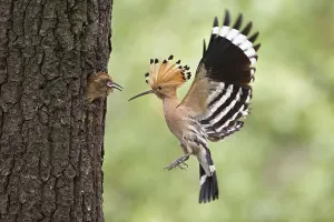 Hoopoe (Upupa epops), feeding the young