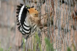 Hoopoe (Upupa epops) feeding young bird