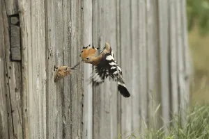Hoopoe (Upupa epops) feeding young bird at the artificial breeding hole in a barn