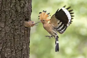 Hoopoe (Upupa epops), feeding young with lizard eggs