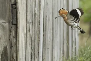 Hoopoe (Upupa epops) flies with food to the artificial nest hole in a barn
